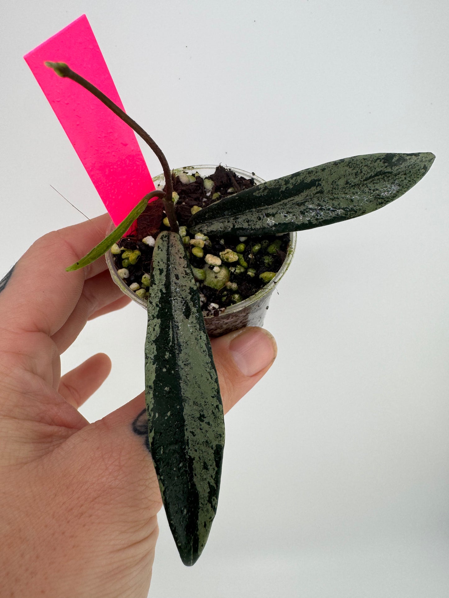 Hoya Minibelle Splash