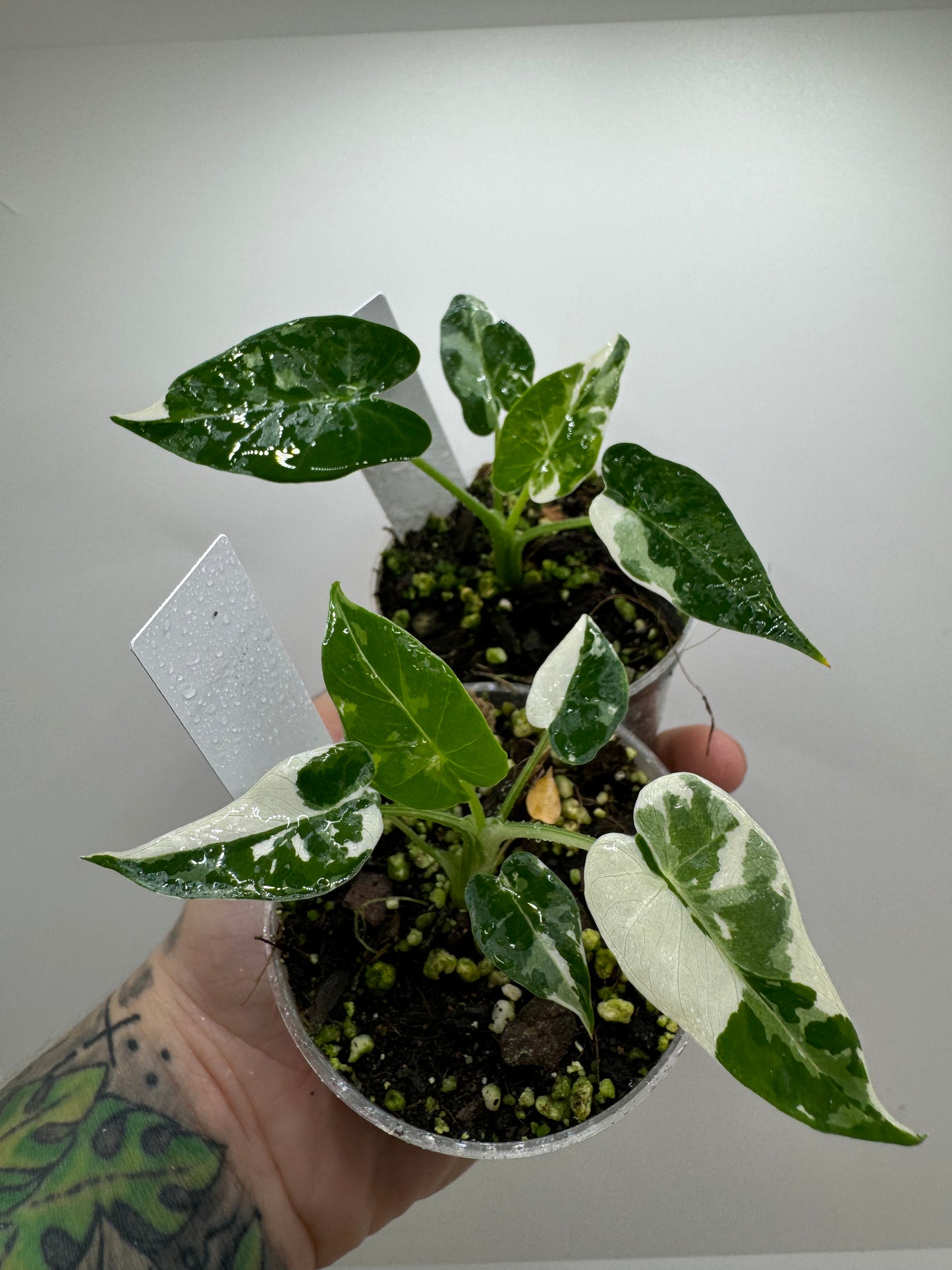 VAR Alocasia Okinawa ‘Silver’ (rare tropical)