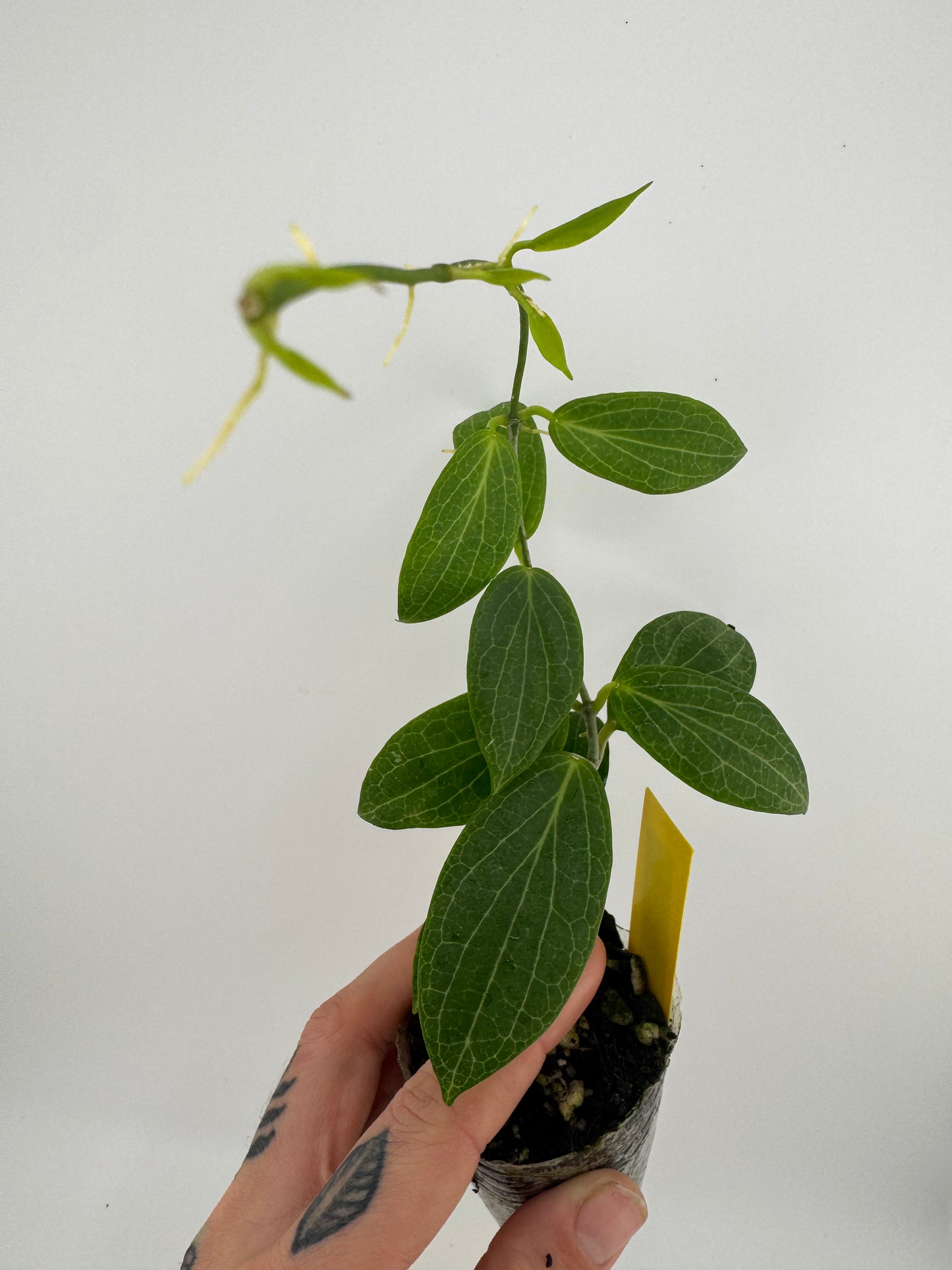 Hoya Fitchii Yellow Flower