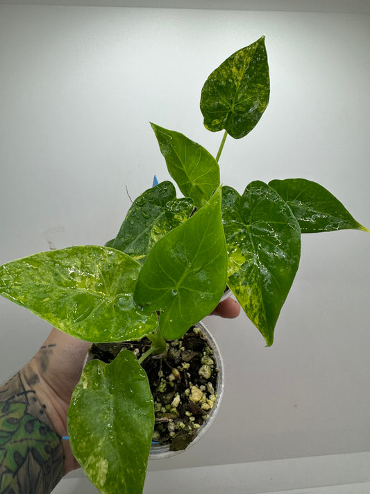 Alocasia Gagaena Aurea (rare tropical)