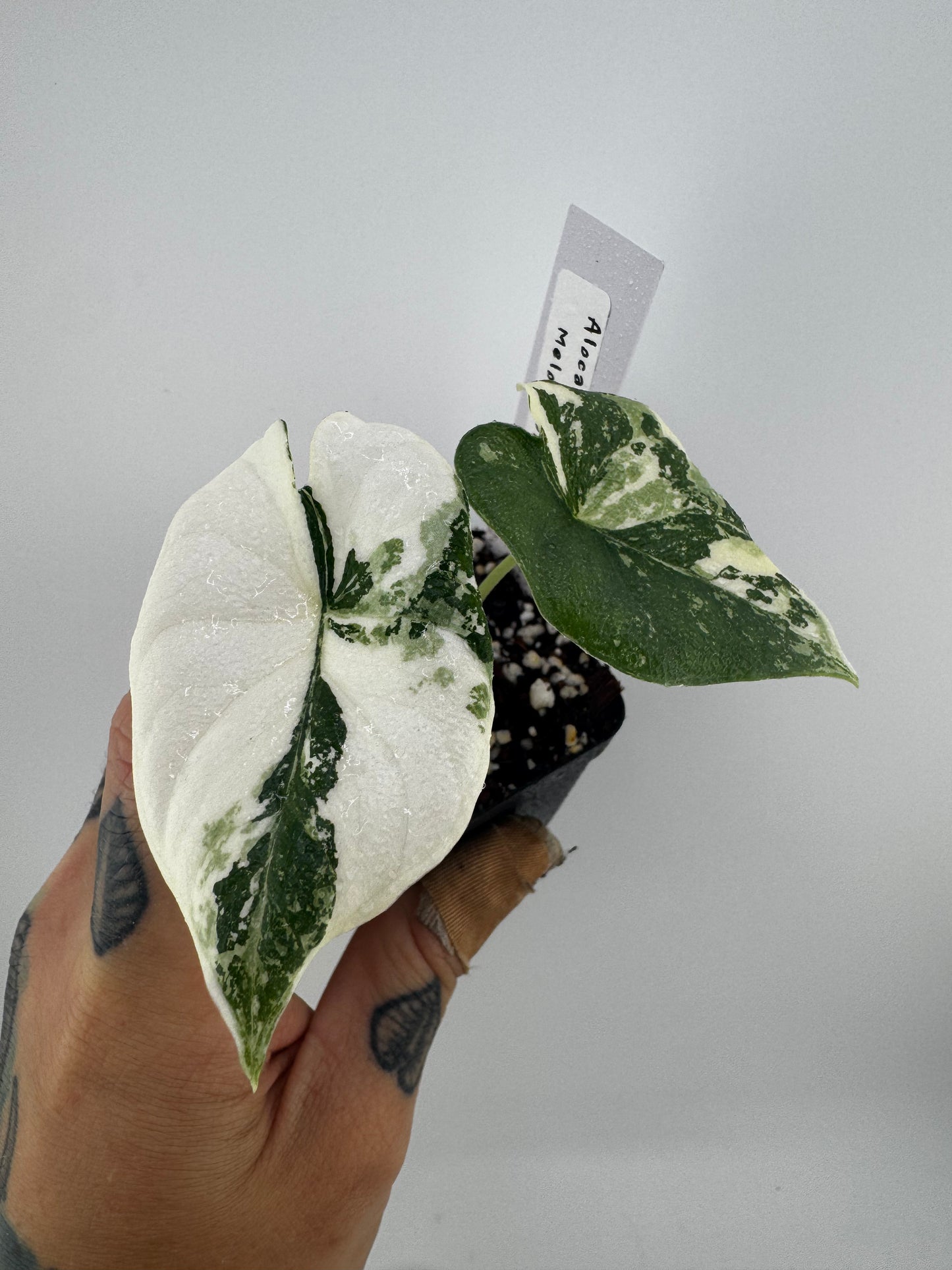 Alocasia Maharni ‘Albo’ Variegated