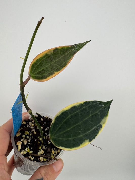 Hoya Latifolia (macrophylla) outer variegated