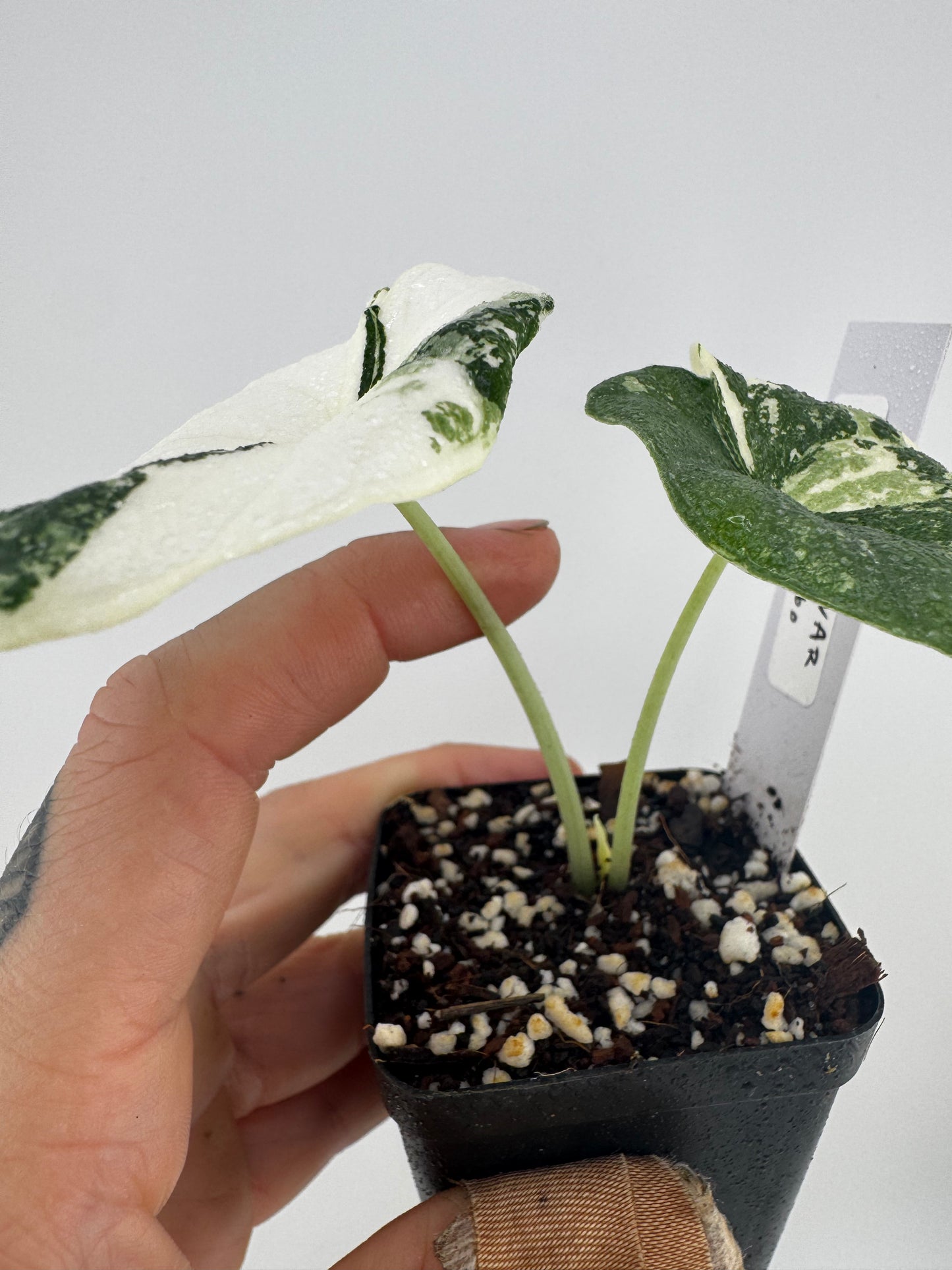 Alocasia Maharni ‘Albo’ Variegated