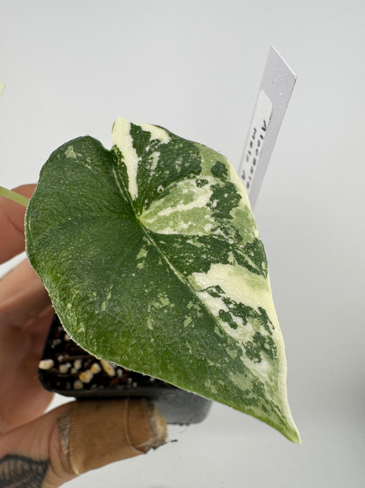 Alocasia Maharni ‘Albo’ Variegated