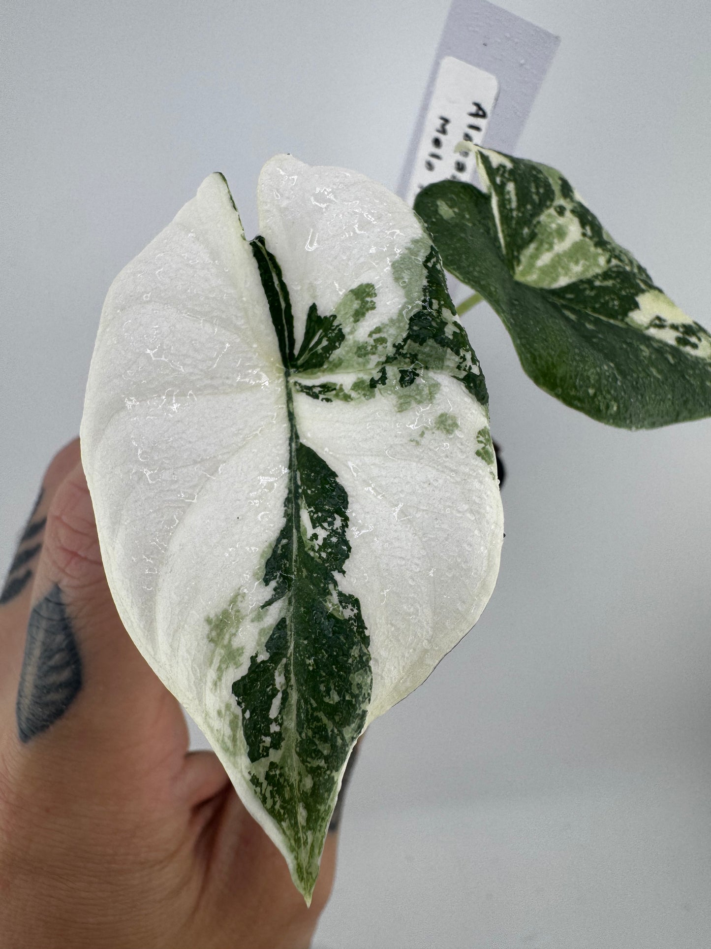 Alocasia Maharni ‘Albo’ Variegated