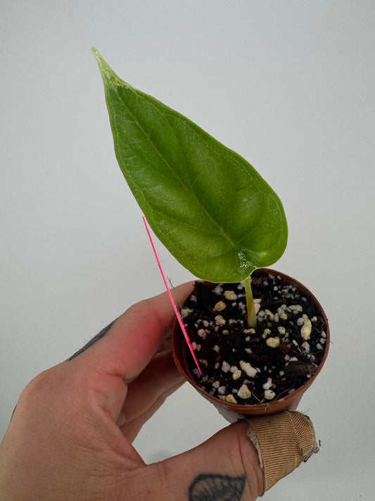 Alocasia Dragon Scale
