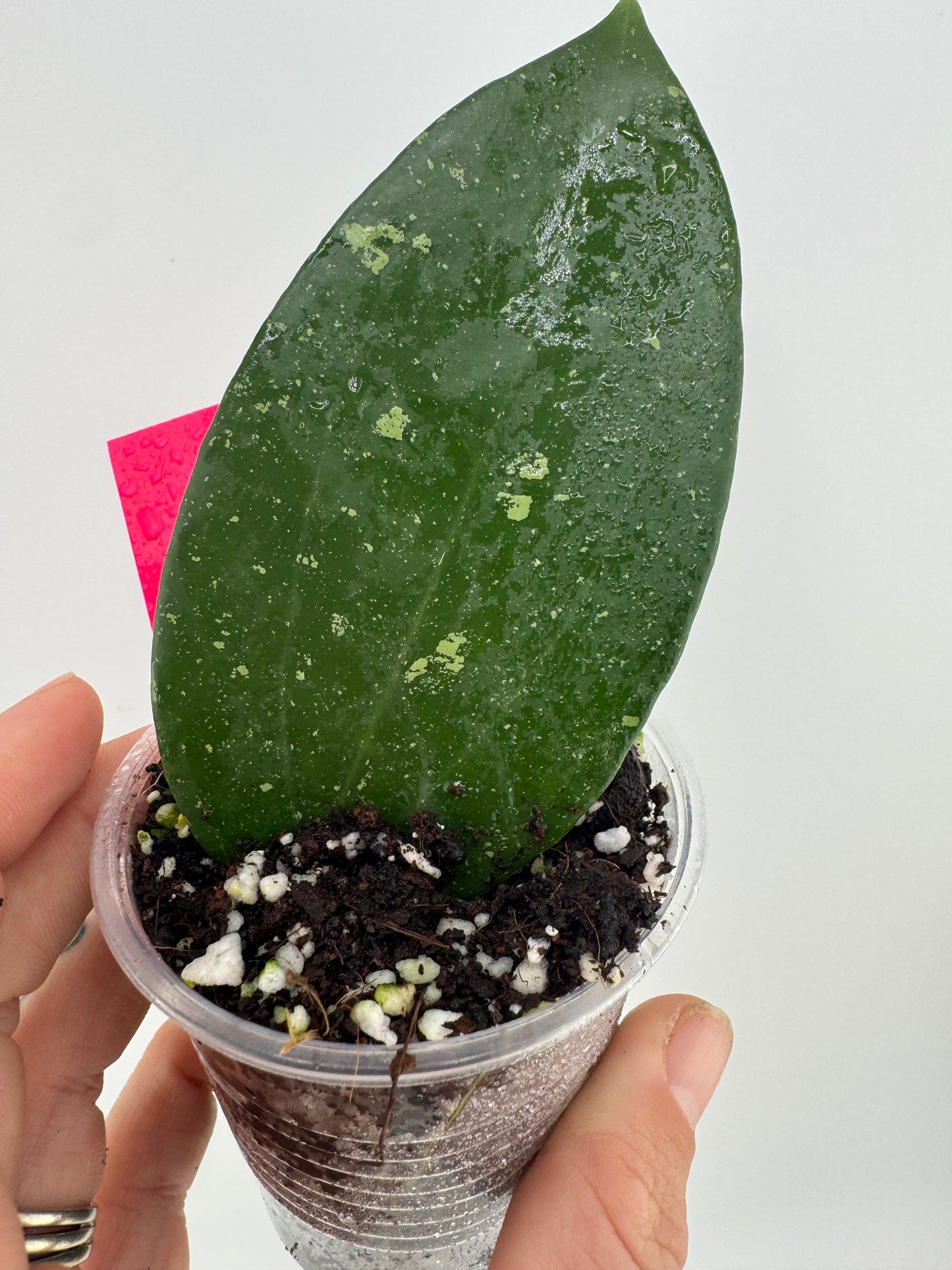 Hoya Erythrostemma ‘Cotton Candy’