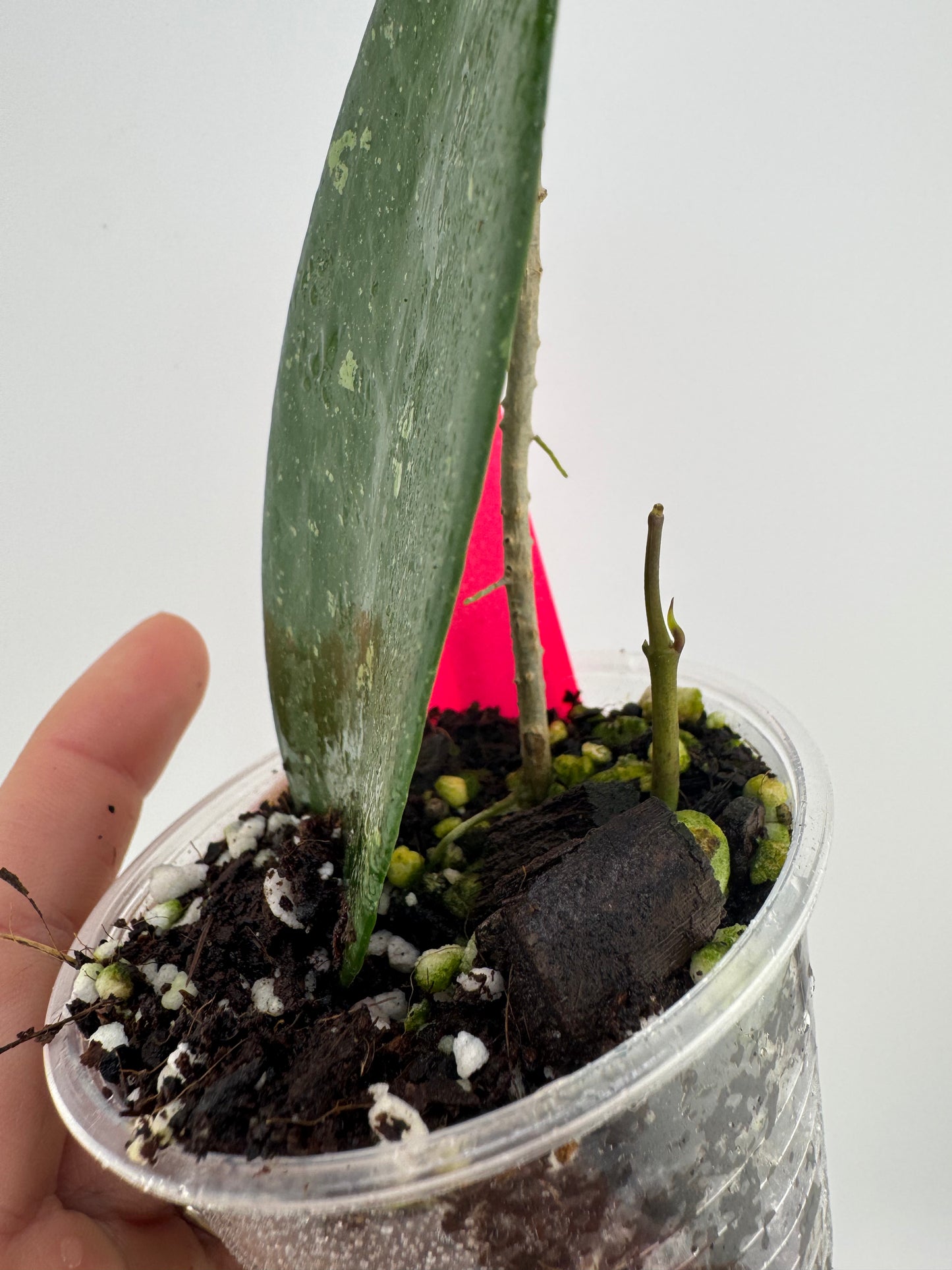 Hoya Erythrostemma ‘Cotton Candy’