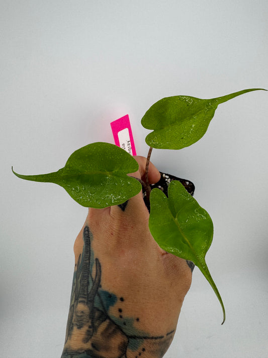 Alocasia Stingray