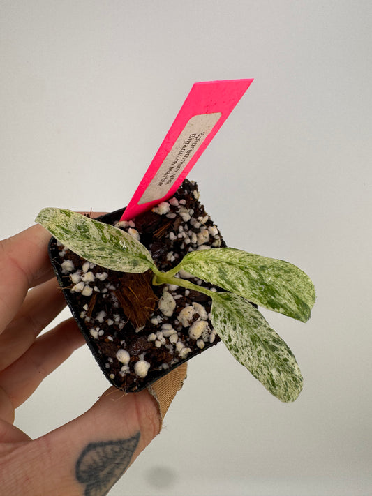 Epipremnum Gigantum Marble Variegated