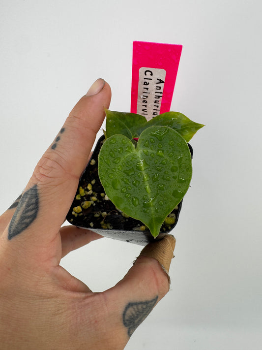 Anthurium Clarinervium