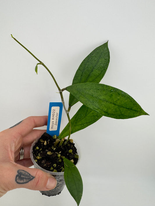 Hoya Jennifer ‘AH002’