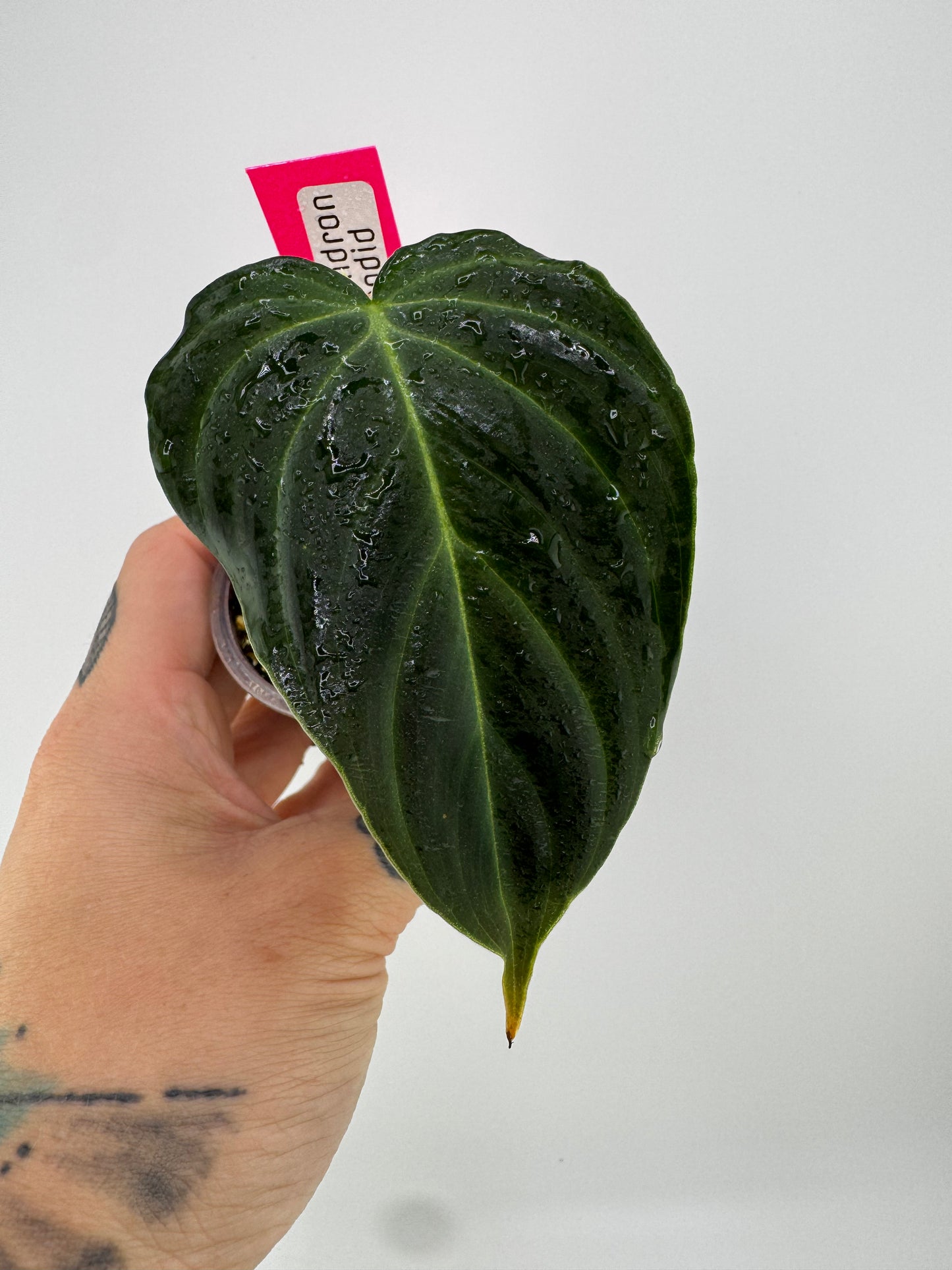 Philodendron splendid (verrucosum X Melanocrysum)
