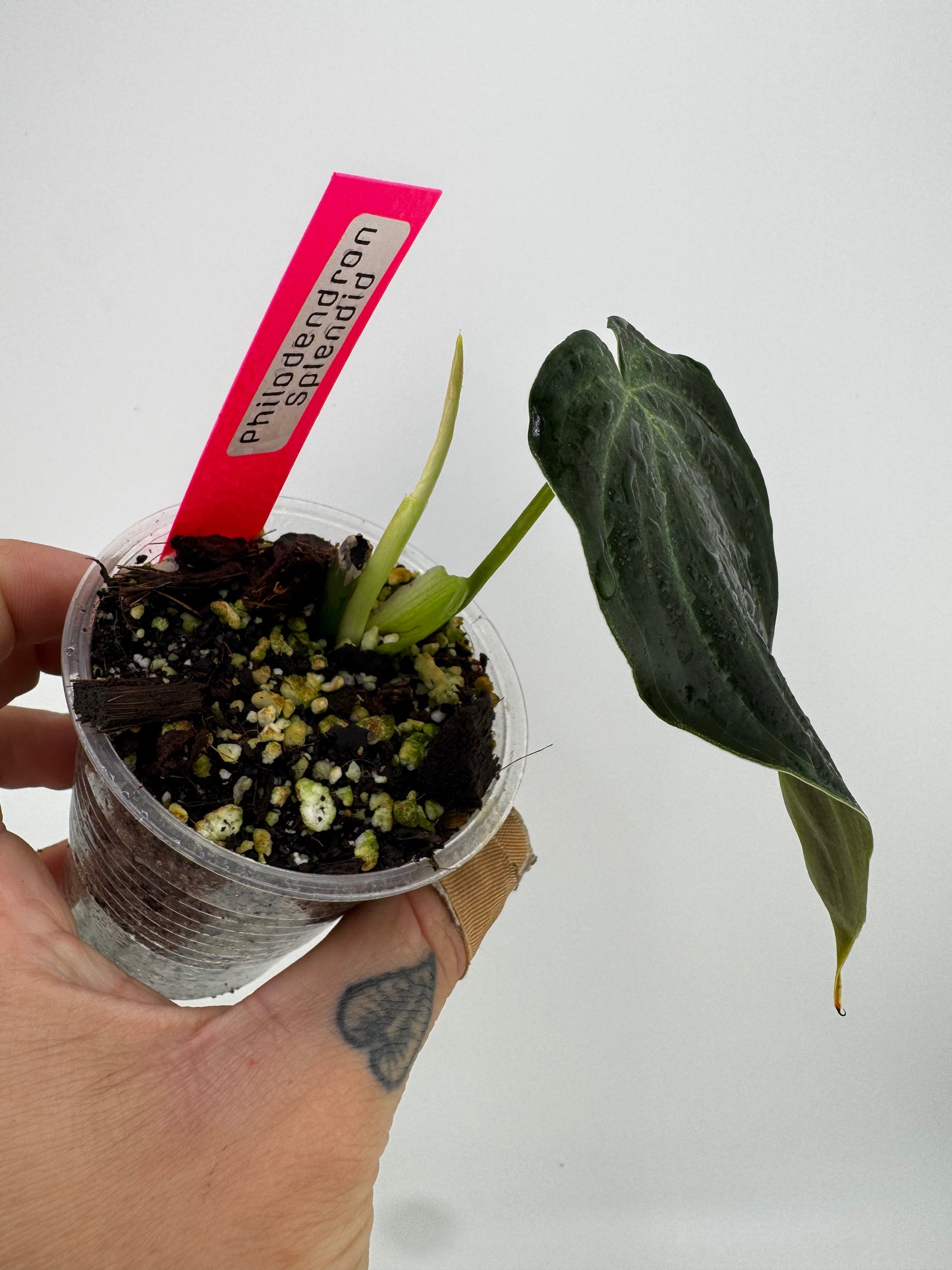 Philodendron splendid (verrucosum X Melanocrysum)