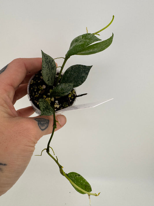 Hoya lacunosa ‘silver’