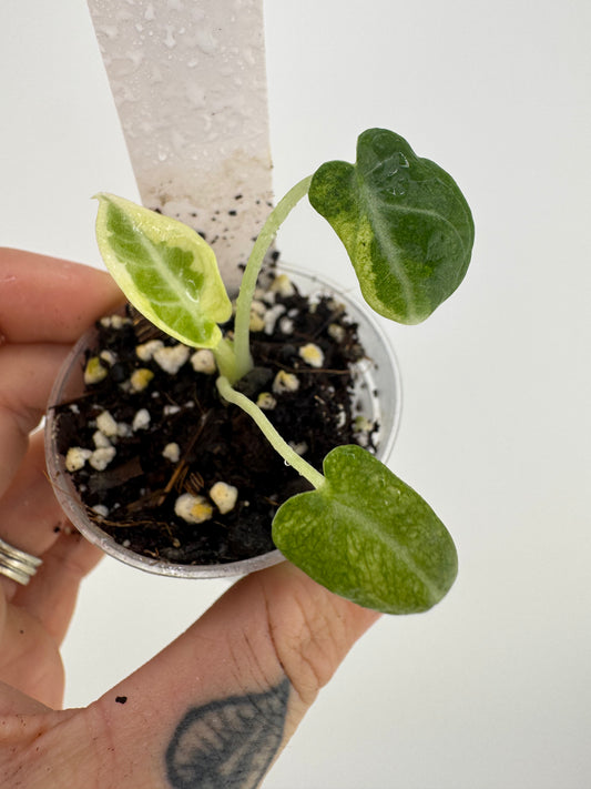 Alocasia Black Velvet Ninja Albo