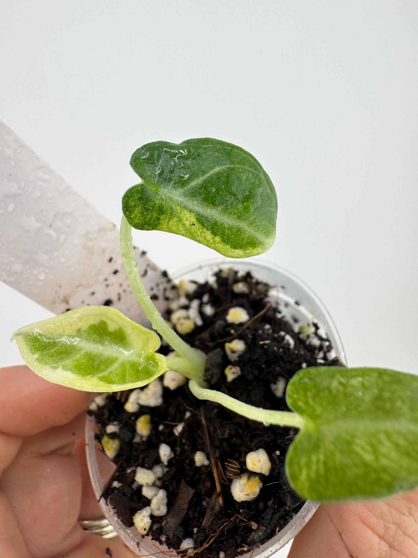 Alocasia Black Velvet Ninja Albo