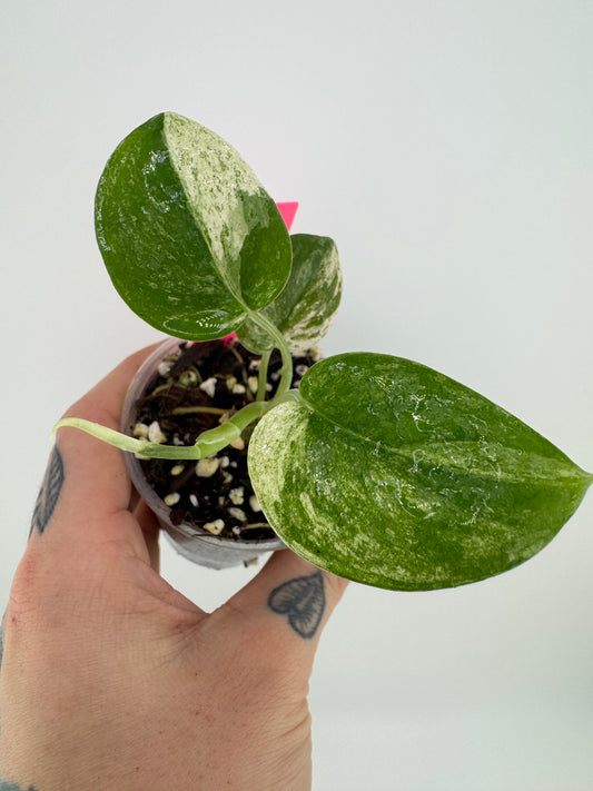 Scindapsus Variegated Mangurai #2