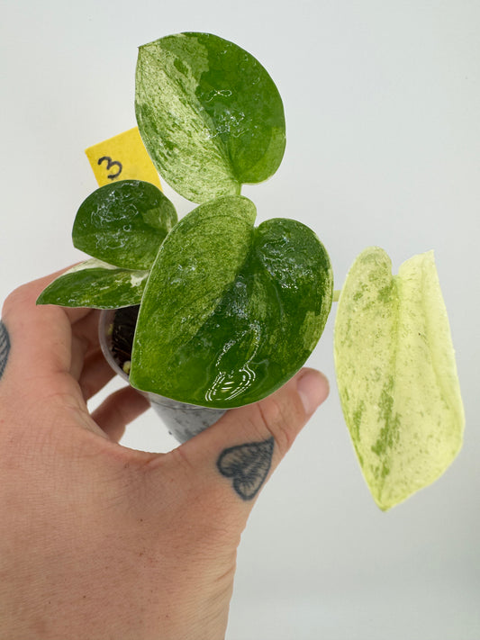 Scindapsus Variegated Mangurai #3