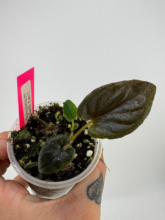 Syngonium llano carti