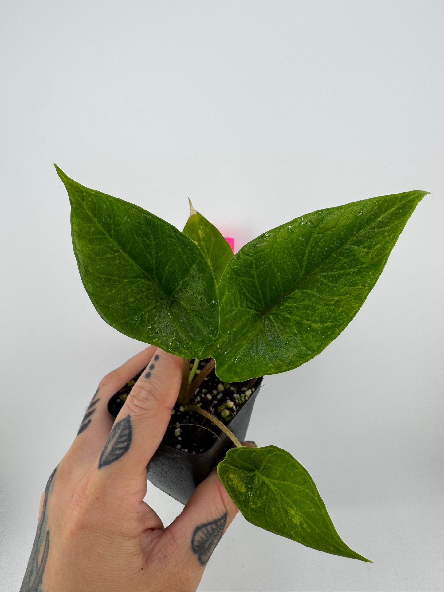 Alocasia Scalprum ‘Aurea’ Variegated #1