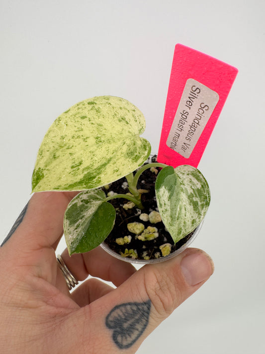 Scindapsus variegated Silver Splash