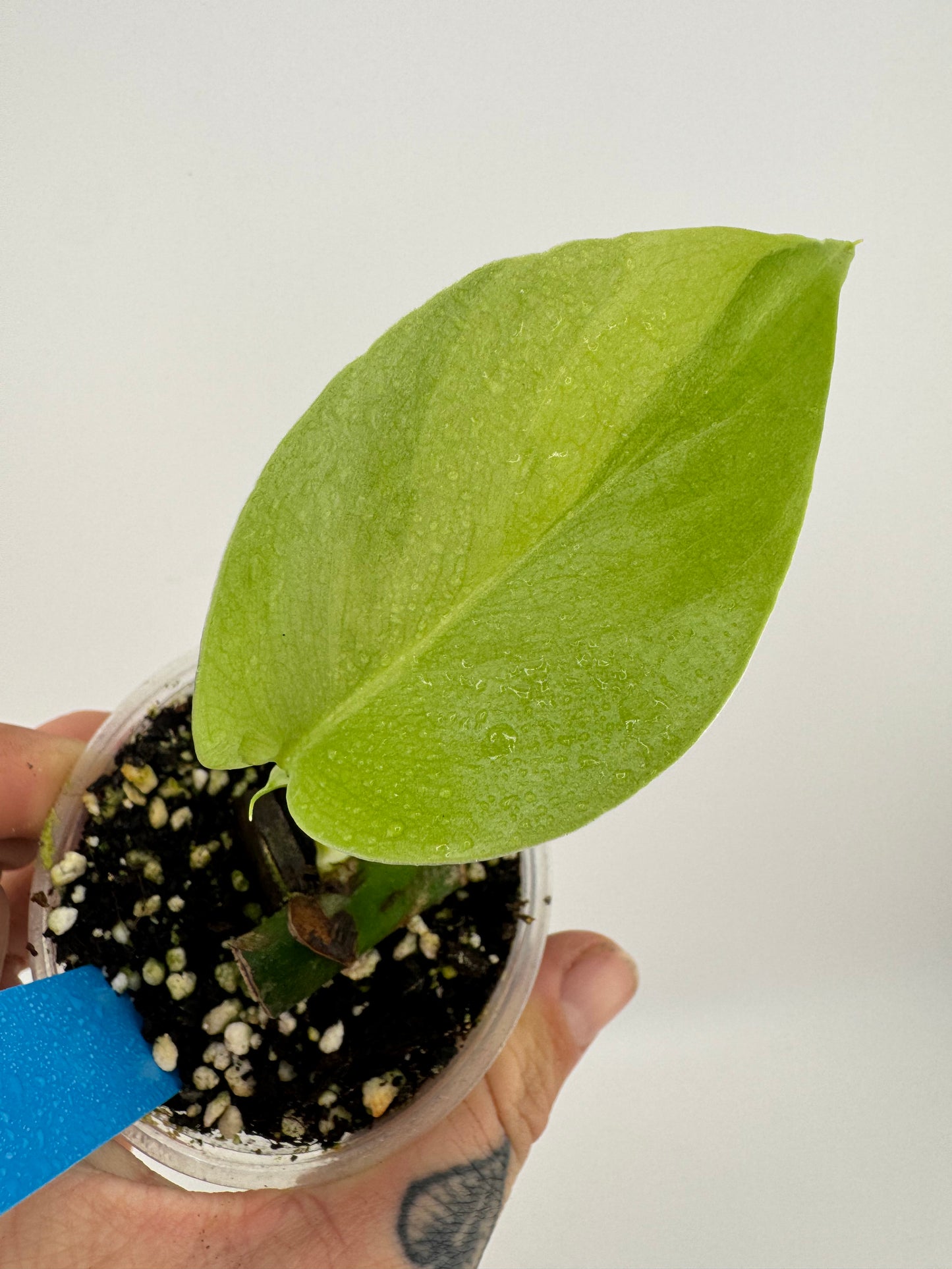 Monstera Deliciosa Aurea Variegated (borsigiana)
