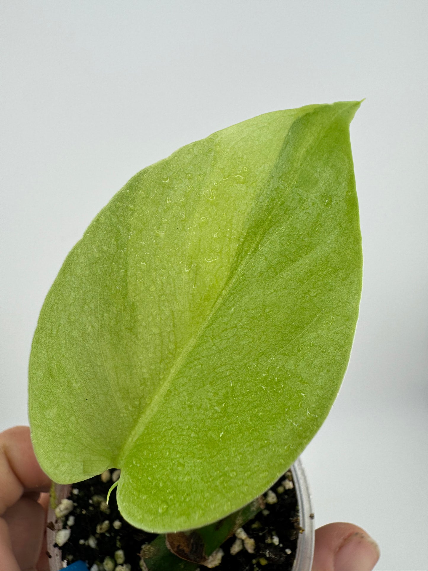 Monstera Deliciosa Aurea Variegated (borsigiana)