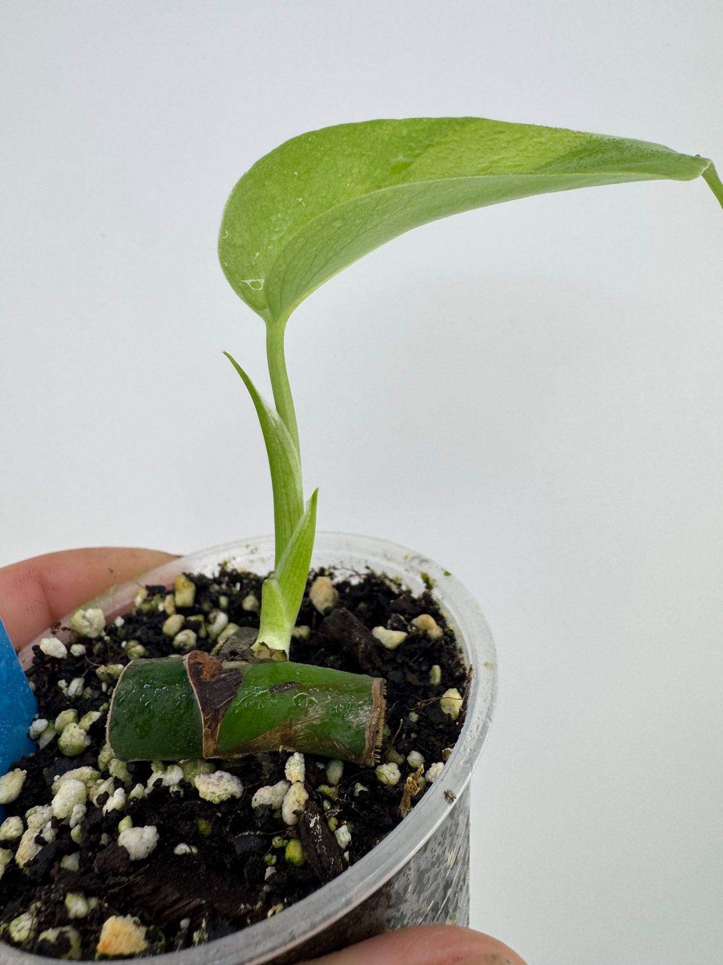 Monstera Deliciosa Aurea Variegated (borsigiana)