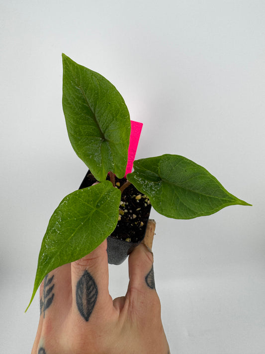 Alocasia Scalprum