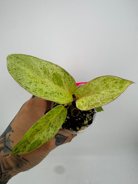 Philodendron Paraiso Verde