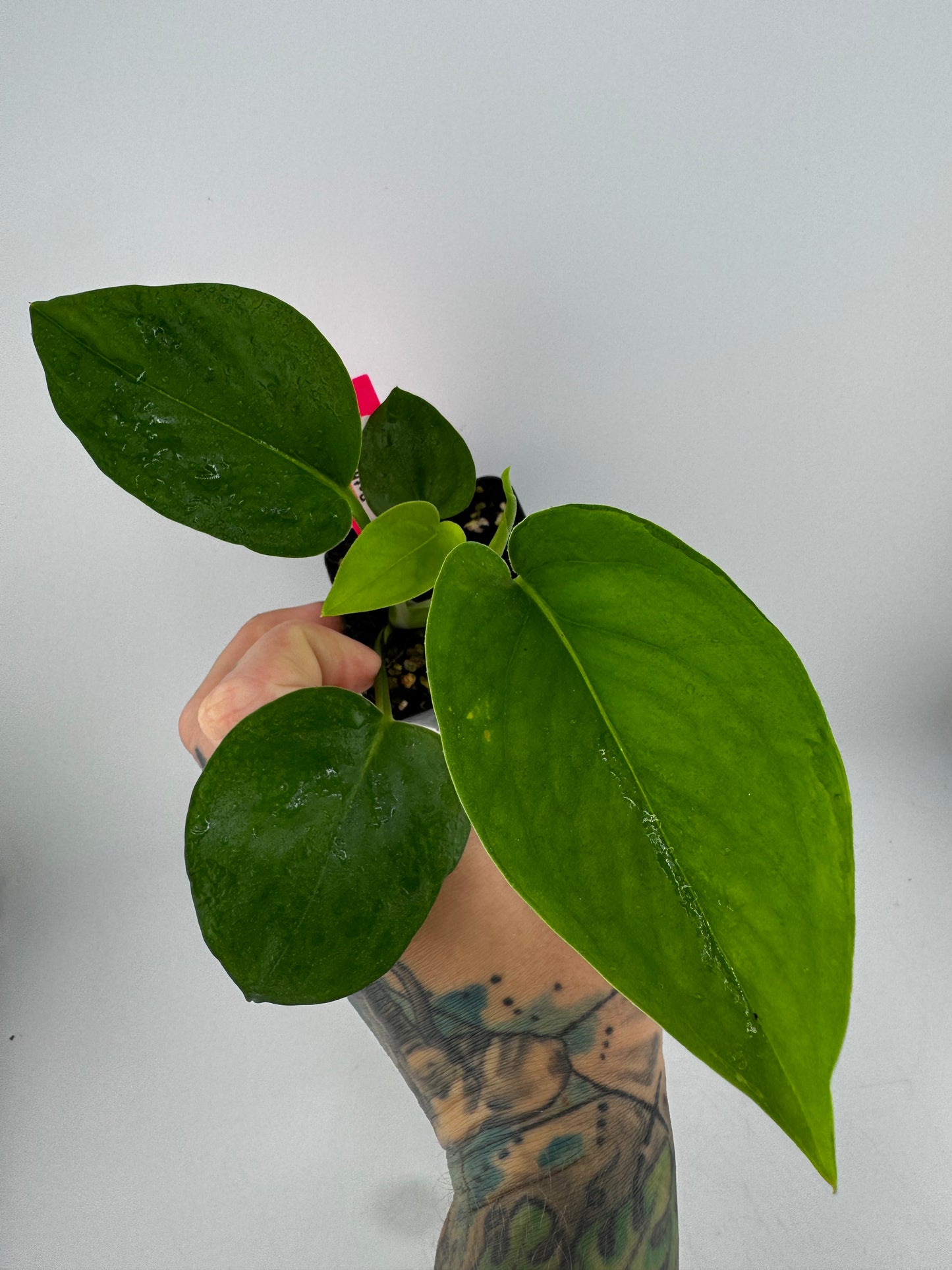 Pothos ‘manjula’ reverted