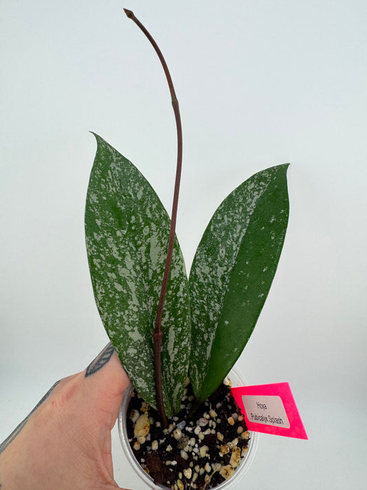 Hoya pubicalyx splash