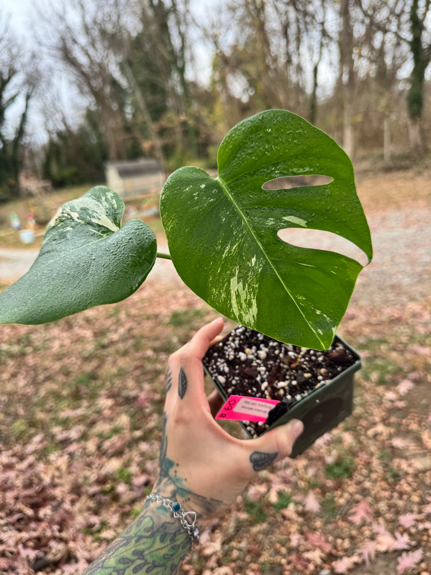 Monstera Deliciosa (borsigiana) Albo Variegated #1