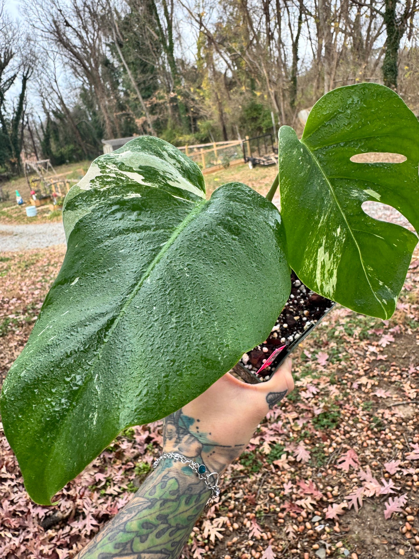 Monstera Deliciosa (borsigiana) Albo Variegated #1