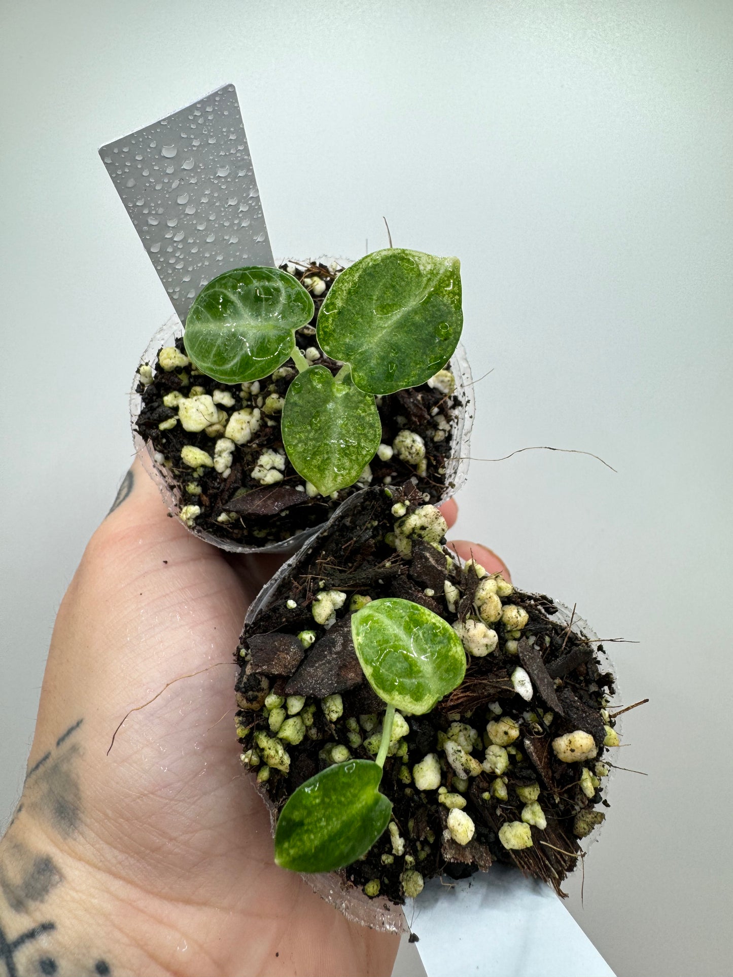 Alocasia Black Velvet ‘ninja’ albo variegated