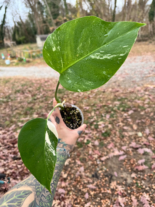 Monstera Deliciosa (borsigiana) Albo Variegated #2