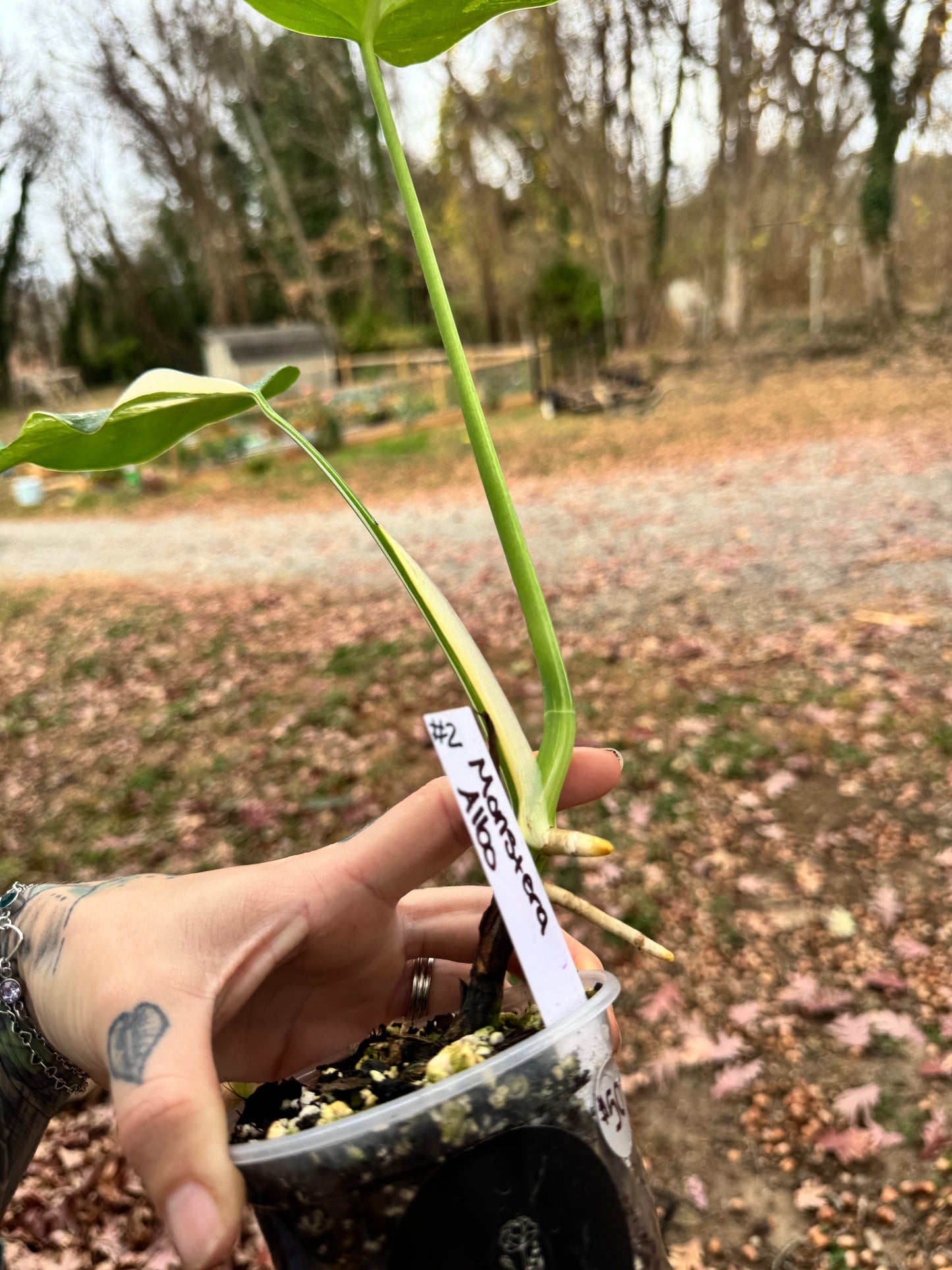 Monstera Deliciosa (borsigiana) Albo Variegated #2