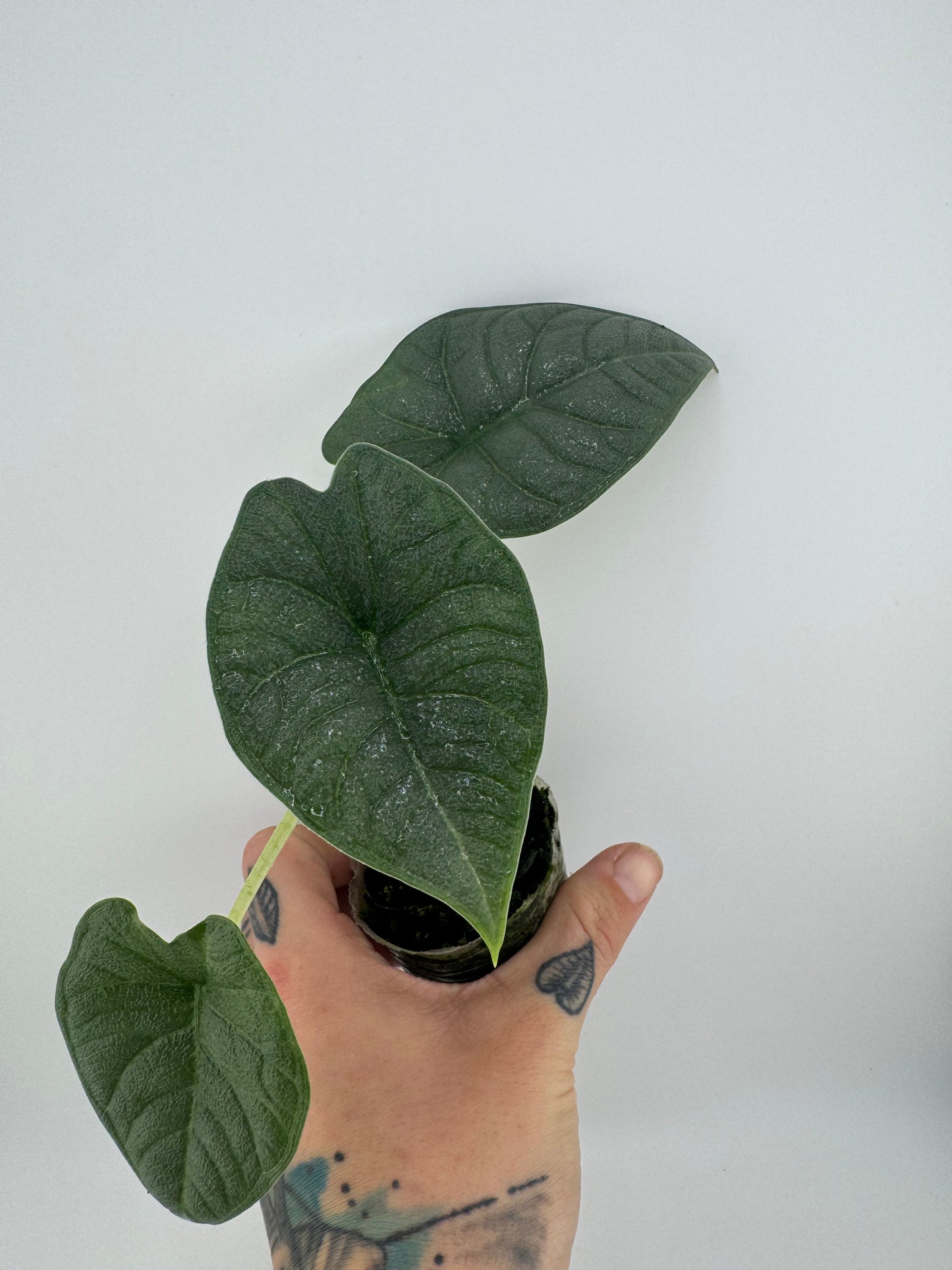 Alocasia Melo