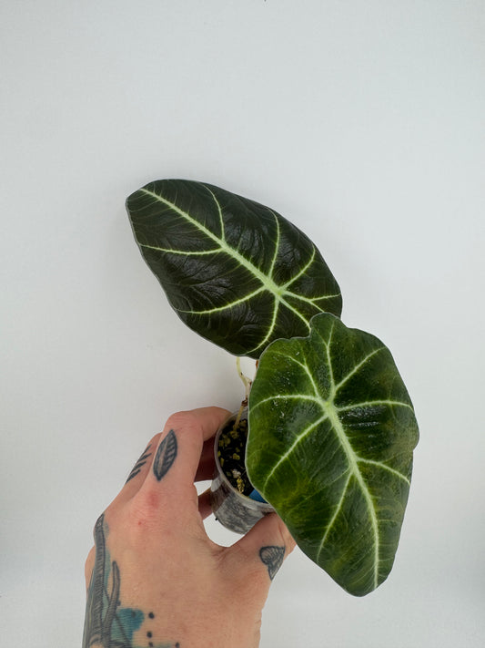 Alocasia Black Velvet