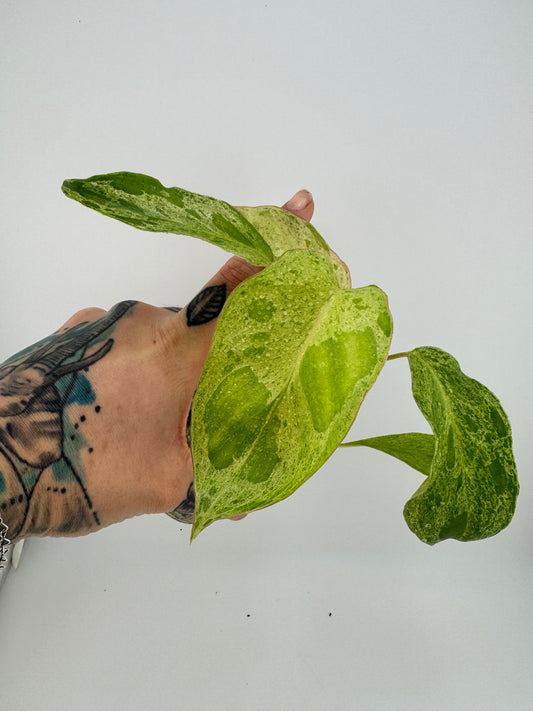 Philodendron Paraiso Verde