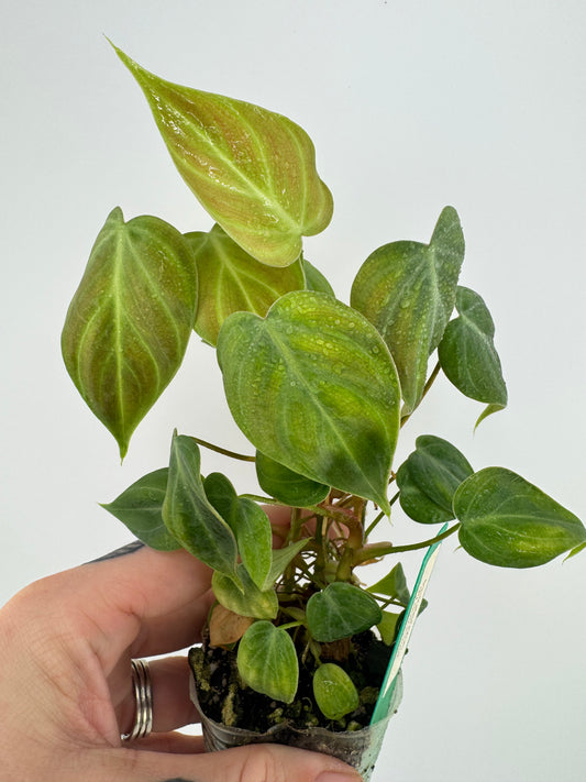 Philodendron El Choco Red