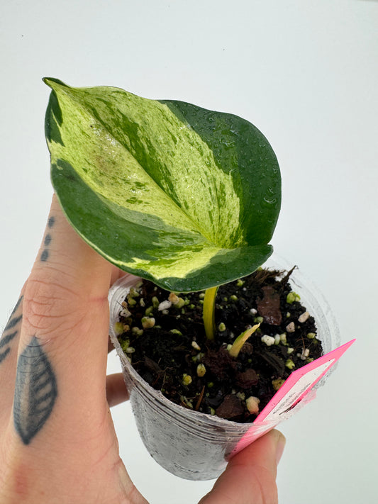 Pothos ‘manjula’ variegated