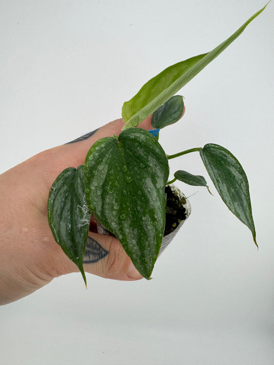Philodendron Mamei Silver Cloud