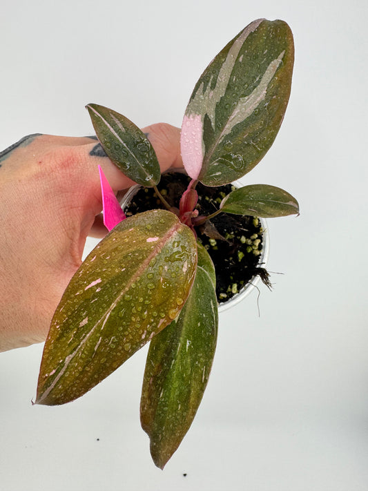 Philodendron Pink Princess marble