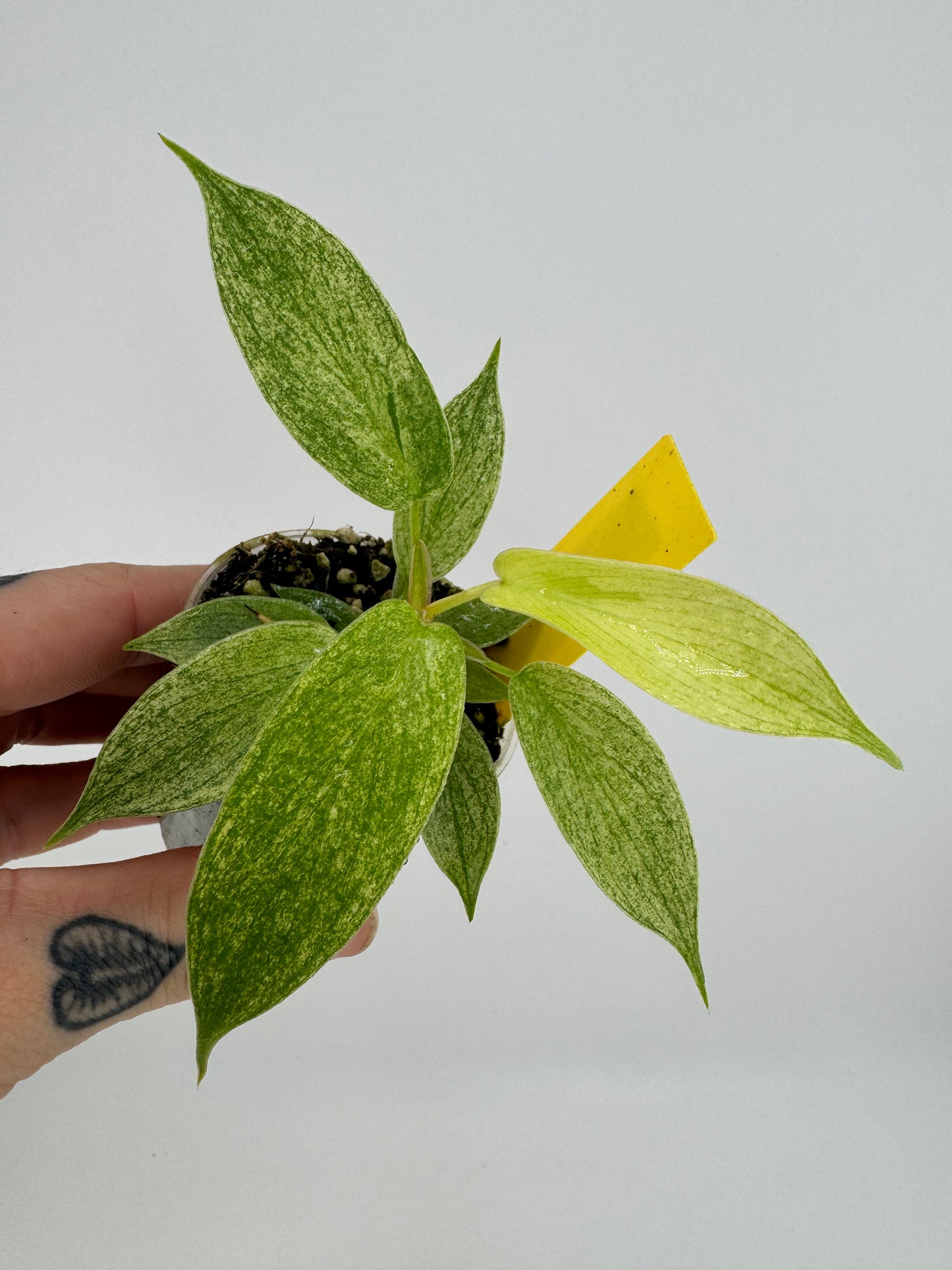 Philodendron Florida Ghost