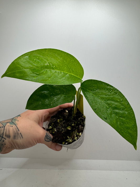 Monstera Obliqua ‘No ID’