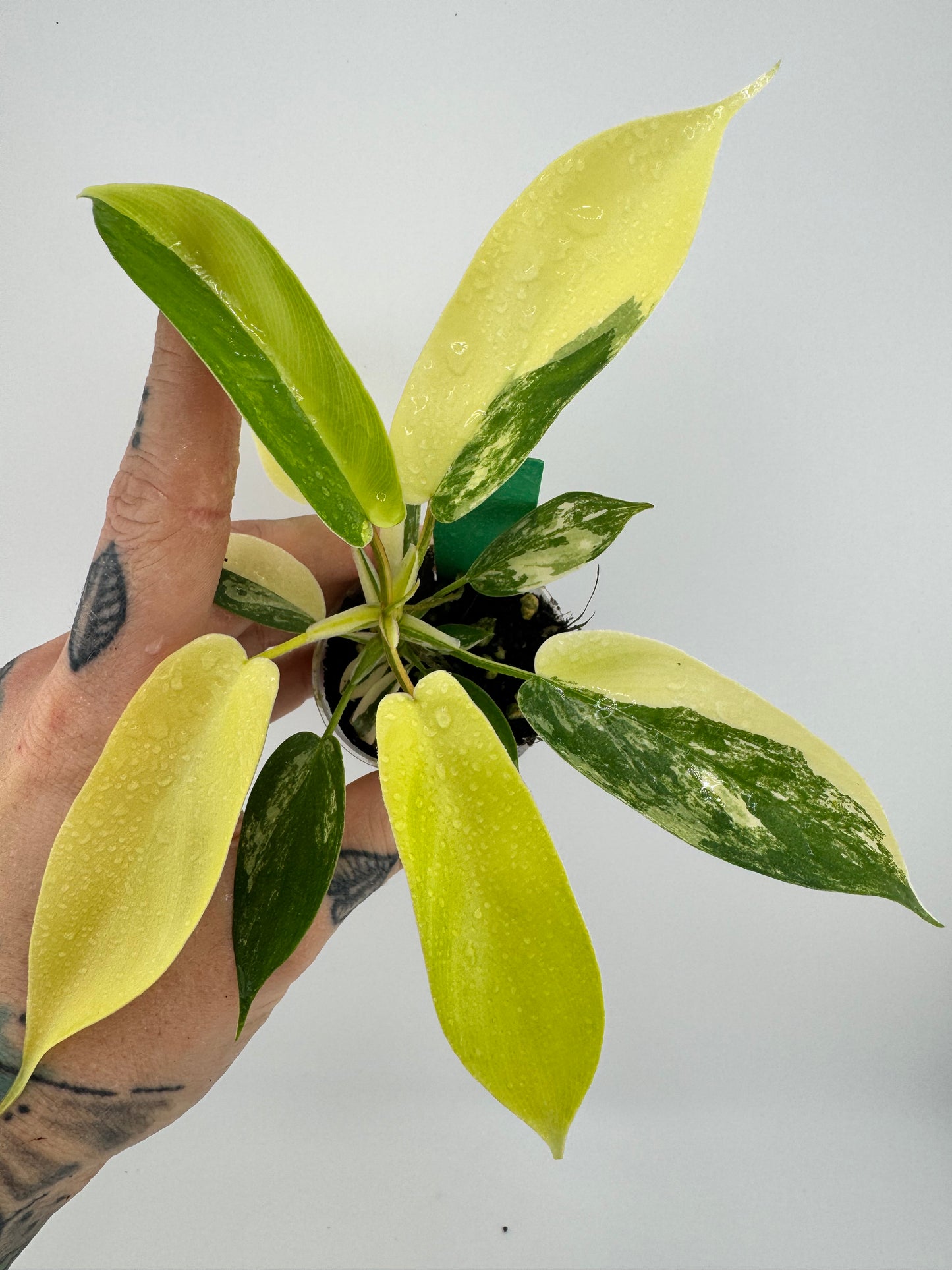 Philodendron Florida Beauty Variegated #1