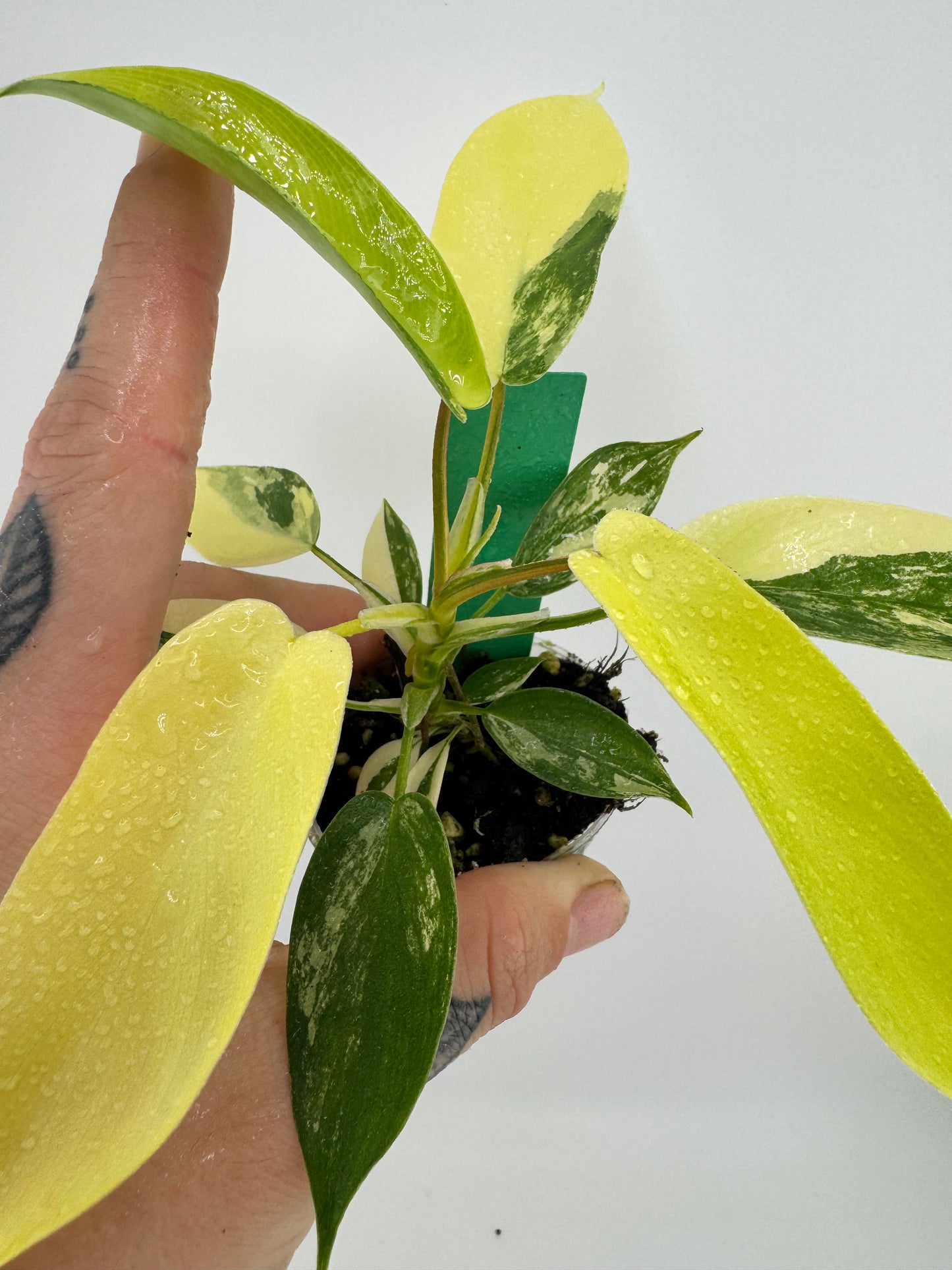 Philodendron Florida Beauty Variegated #1