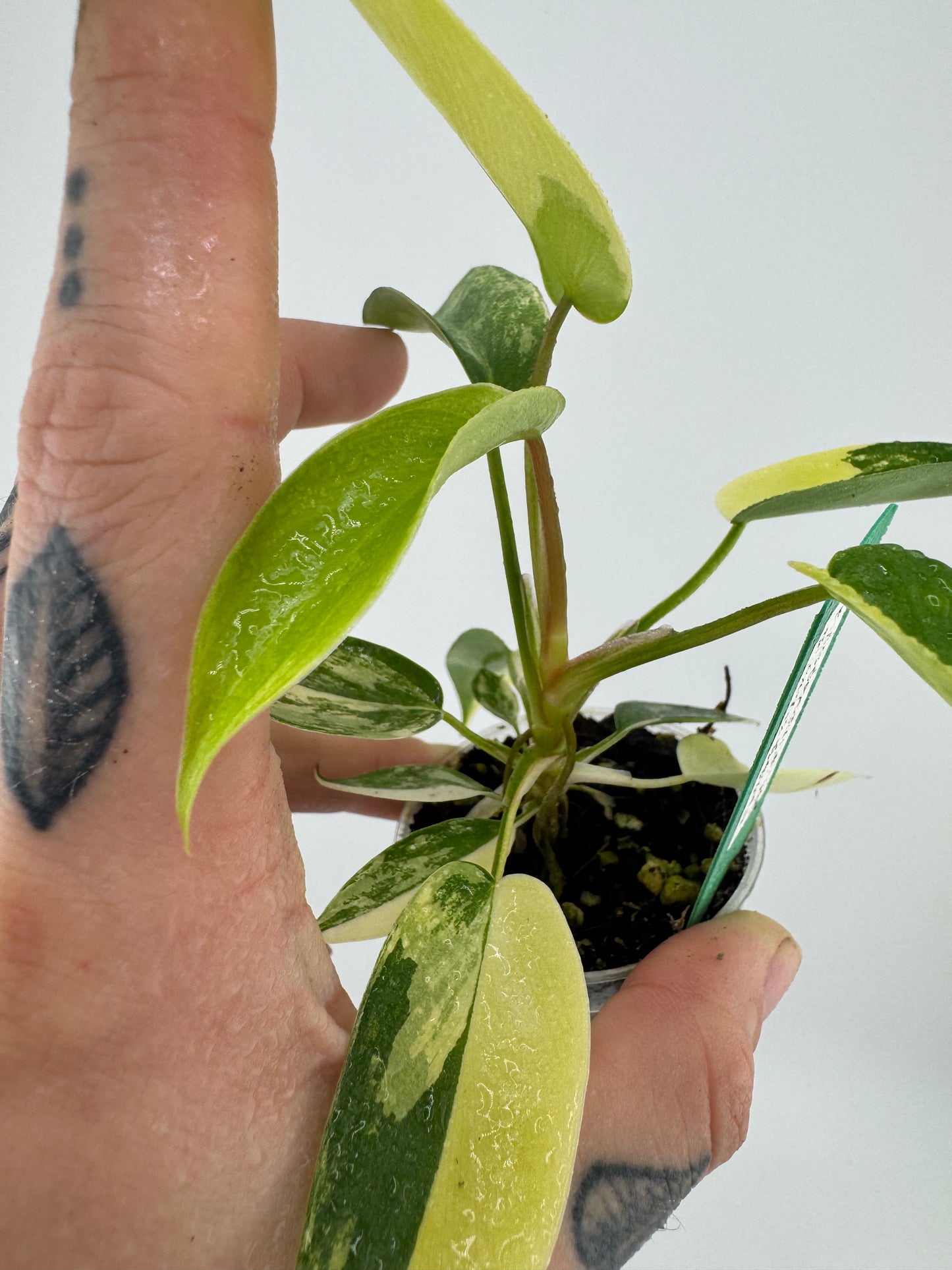 Philodendron Florida Beauty Variegated #2